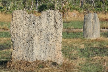 Litchfield Milli Park, Avustralya