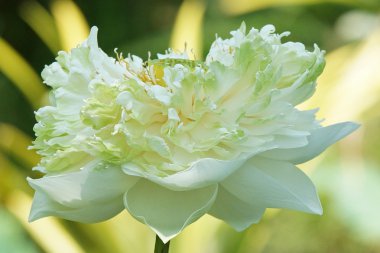 Lotus çiçeği, Bali, Endonezya