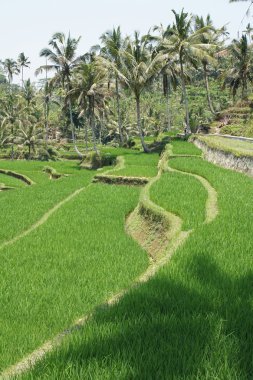 Pirinç alan, Bali, Endonezya