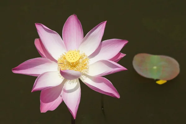 Lotus flower, Bali, Indonesia — Stock Photo, Image
