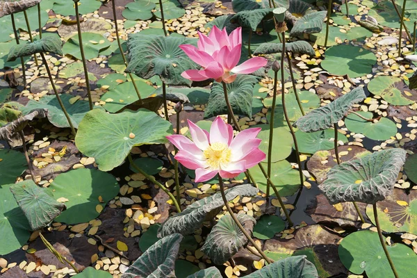 Lotusblume, Bali, Indonesien — Stockfoto