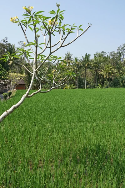 Rice field, Bali, Indonesia — Stock Photo, Image