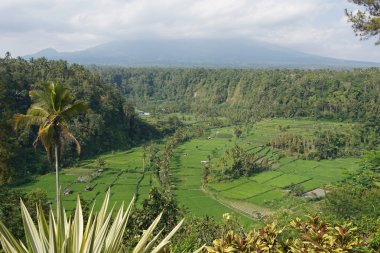 Pirinç alan, Bali, Endonezya