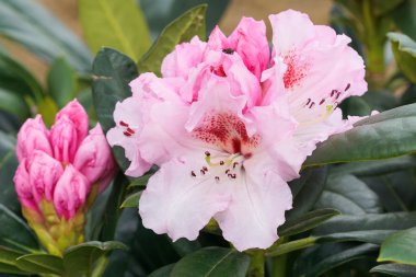 Ormangülü Kromlauer Parkperle 