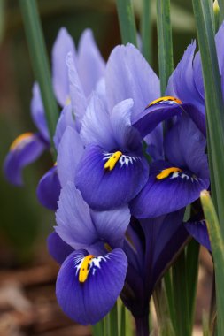 Dwarf beardless iris clipart