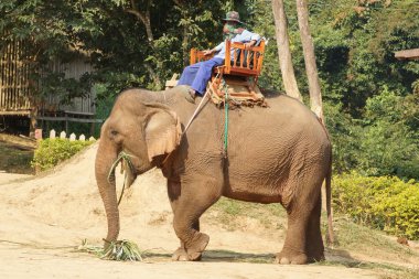 Fil, Laos, Asya