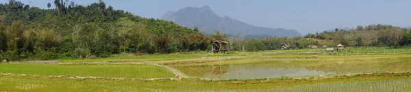 Рисовое поле, Лаос, Азия — стоковое фото