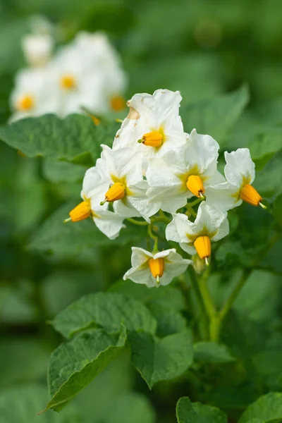 Blossom Potato Plant Solanum Tuberosum — Stock Photo, Image