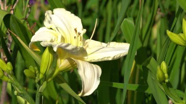 Κρίνος Ημέρας Hemerocallis Κοντά Στην Κεφαλή Του Λουλουδιού — Αρχείο Βίντεο