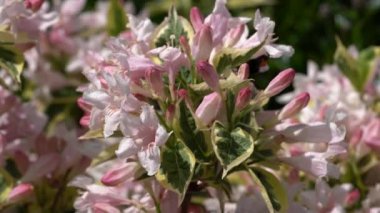 Weigela (Weigela Florida), çiçeğin başını kapat.