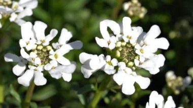 Evergreen Candytuft (Iberis sempervirens), ilkbahar çiçekleri