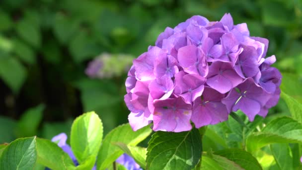 Penny Mac Hydrangea Macrophylla Květiny Léta — Stock video