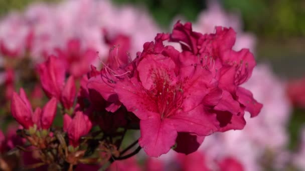 Αζαλέα Rhododendron Simsii Κοντά Στην Κεφαλή Του Λουλουδιού — Αρχείο Βίντεο