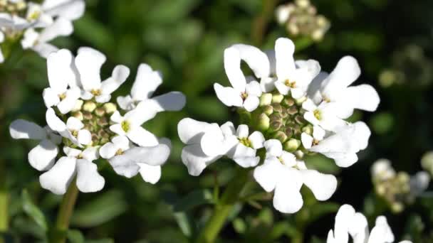 Αειθαλές Candytuft Iberis Sempervirens Άνθη Της Άνοιξης — Αρχείο Βίντεο