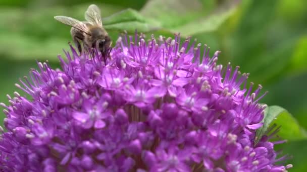 Evropská Včela Apis Mellifera — Stock video