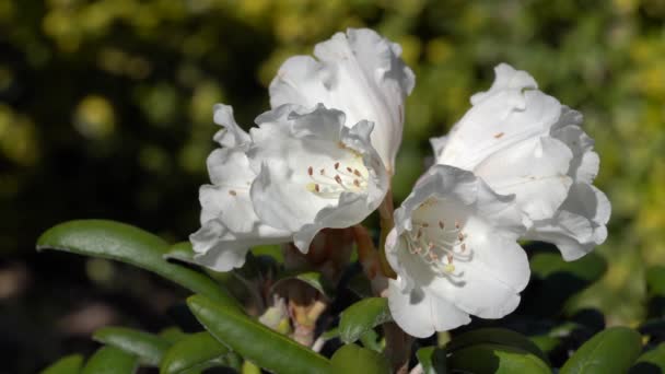 Rododendron Rododendron Hibrid Virágfej Közelsége — Stock videók