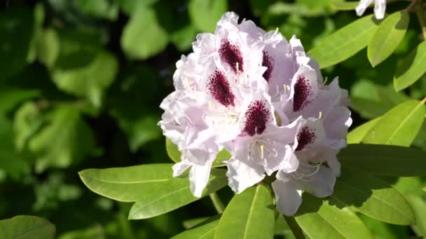 Rhododendron Rhododendron Hybrid Nahaufnahme Des Blütenkopfes — Stockvideo