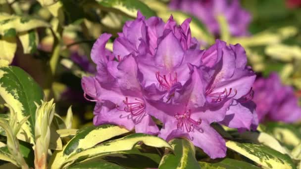 Rhododendron Hybrid Rhododendron Dekat Kepala Bunga — Stok Video
