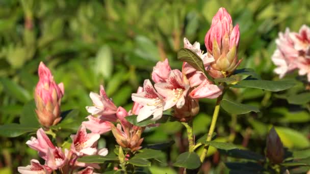 Rododendron Hybryda Rododendronu Zbliżenie Główki Kwiatu — Wideo stockowe