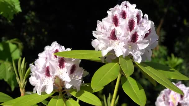 Rododendron Rododendron Hybrid Zblízka Hlava Květu — Stock video