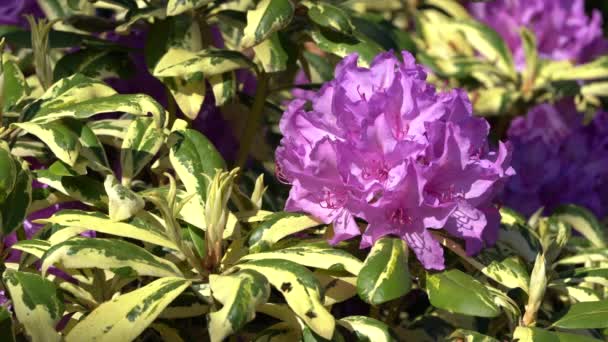 Rhododendron Rhododendron Hybrid Primer Plano Cabeza Flor — Vídeos de Stock