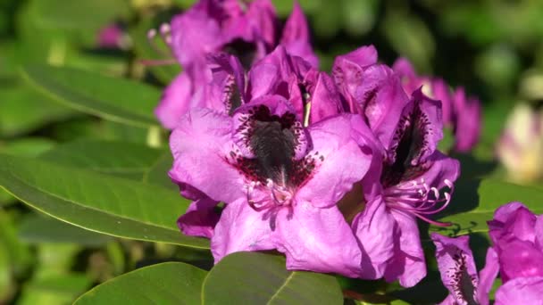 Rhododendron Rhododendron Hybrid Närbild Blomhuvudet — Stockvideo