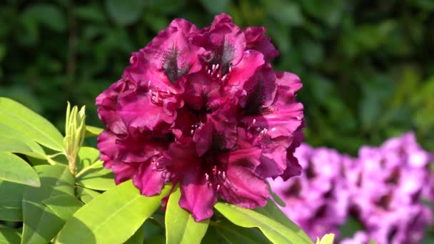 Rododendron Rododendron Hibrid Virágfej Közelsége — Stock videók
