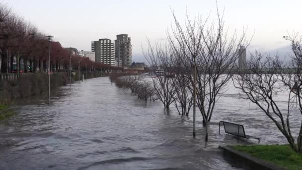 Flood Rhine River Cologne Germany — Stock Video