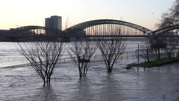 Flood Rhine River Colónia Alemanha — Vídeo de Stock