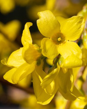 Forsythia (Forsythia intermedia), ilkbaharın çiçekleri