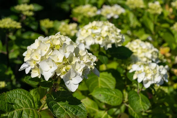 Penny Mac Hydrangea Macrophylla Flores Del Verano — Foto de Stock