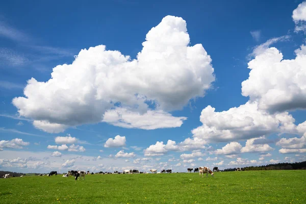 Panoramiczny Krajobraz Łąki Krowami Tle Chmur Błękitnego Nieba Wiosną Ziemia — Zdjęcie stockowe