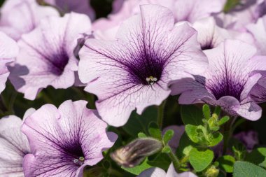 Petunia bahçesinin görüntüsünü kapat (Petunia hybrida)