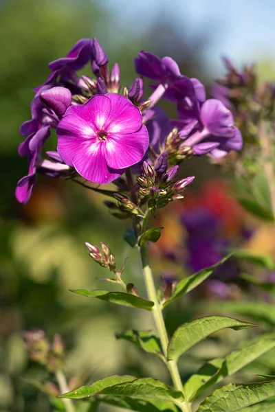 Jardim Phlox Phlox Paniculata Flores Verão — Fotografia de Stock