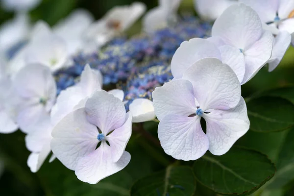 Penny Mac Hydrangea Macrophylla Fleurs Été — Photo