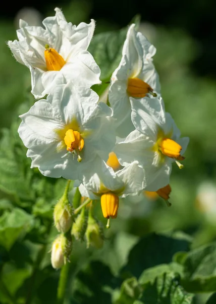 Fioritura Pianta Patata Solanum Tuberosum — Foto Stock