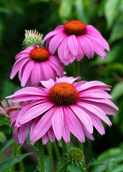 Coneflower (Echinacea purpurea), yazın çiçekleri