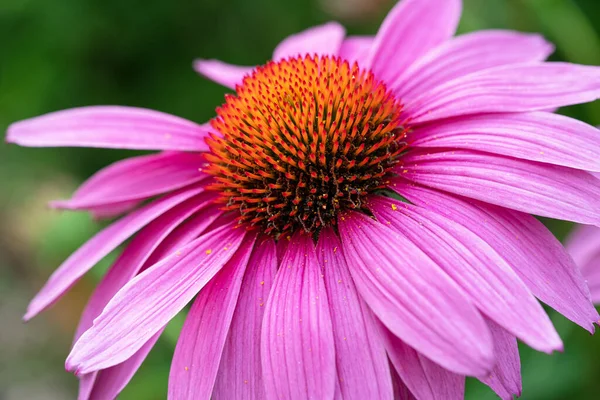 Tűlevelű Echinacea Purpurea Nyári Virágok — Stock Fotó