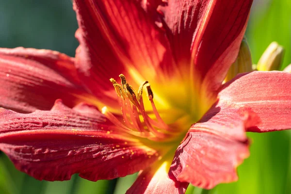 白百合 Hemerocallis 关闭花冠 — 图库照片