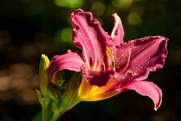 Day Lily Hemerocallis Close Flower Head — Stock Photo, Image