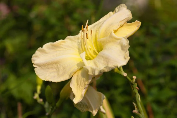 1日ユリ Hemerocallis 花の頭の近く — ストック写真