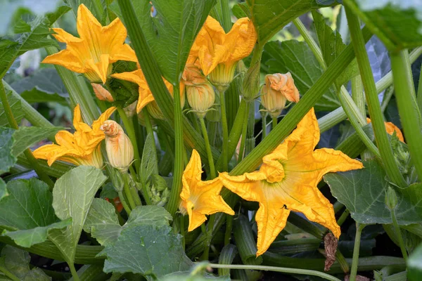 Fioritura Pianta Zucchine Cucurbita Pepo — Foto Stock