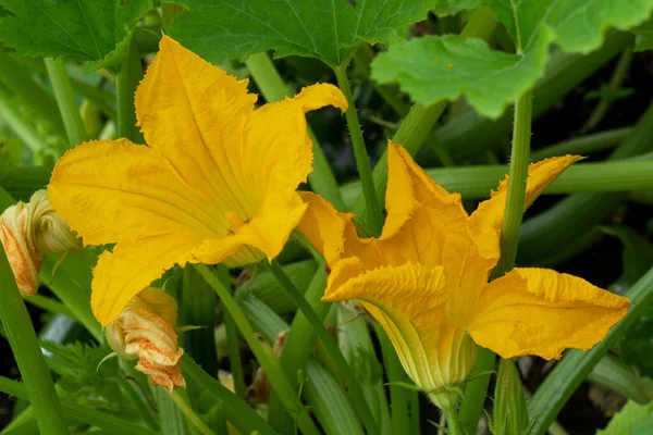 Fioritura Pianta Zucchine Cucurbita Pepo — Foto Stock