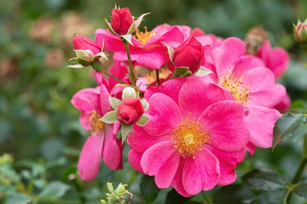 Róża Karłowata Rosa Patio Kwiat Latem Przyjazny Dla Pszczół — Zdjęcie stockowe