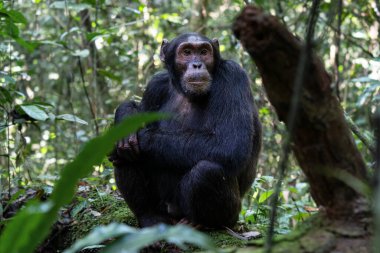 Kibale Ulusal Parkı, Uganda, Afrika ormanlarındaki şempanze görüntülerini kapatın.