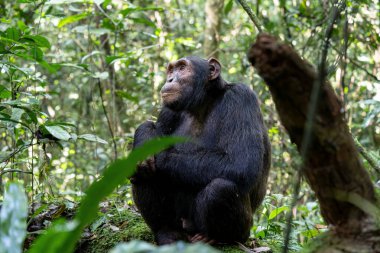 Kibale Ulusal Parkı, Uganda, Afrika ormanlarındaki şempanze görüntülerini kapatın.