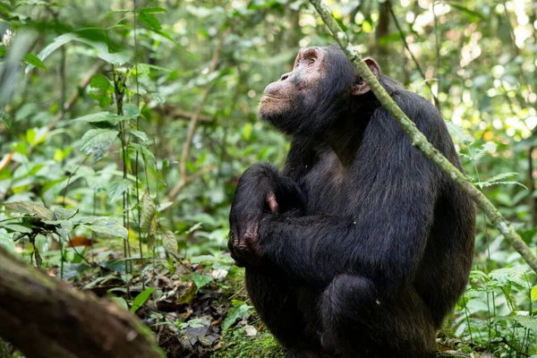 Imagen Cerca Del Chimpancé Dentro Del Bosque Del Parque Nacional Imágenes de stock libres de derechos