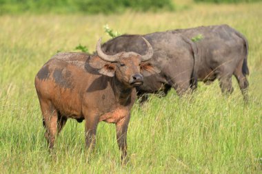 Afrika Bizonu (Syncerus caffer), Kraliçe Elizabeth Ulusal Parkı, Uganda