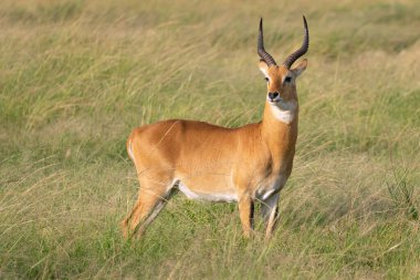 Uganda Kob (Kobus thomasi), Kraliçe Elizabeth Ulusal Parkı, Uganda