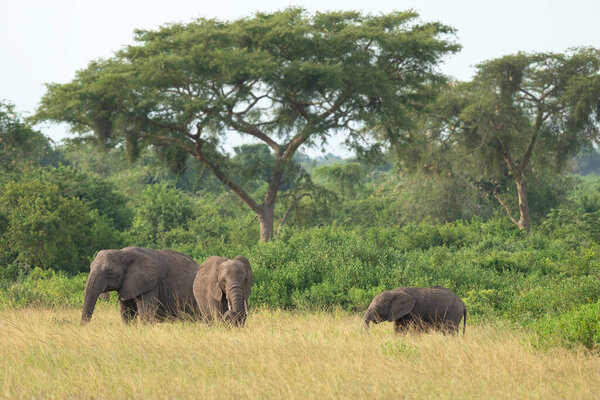 African elephant (Loxodonta africana), Queen Elizabeth National Park, Уганда